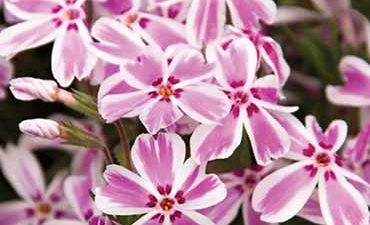 Candy Stripe Creeping Phlox (Phlox subulata) in full bloom