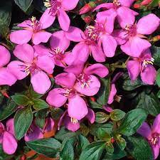 Centradenia cascade Pink