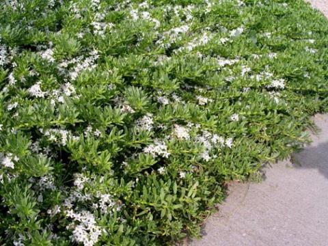 Myoporum parvifolium White ground cover in garden