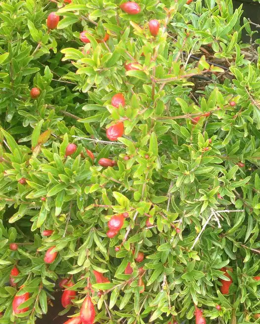 Pomegranate Dwarf Punica granatum
