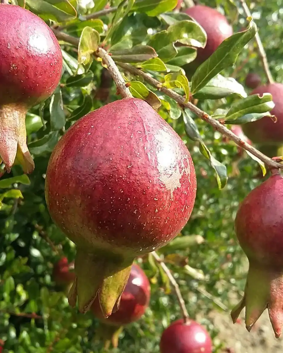 Punica granatum Pomegranate Dwarf