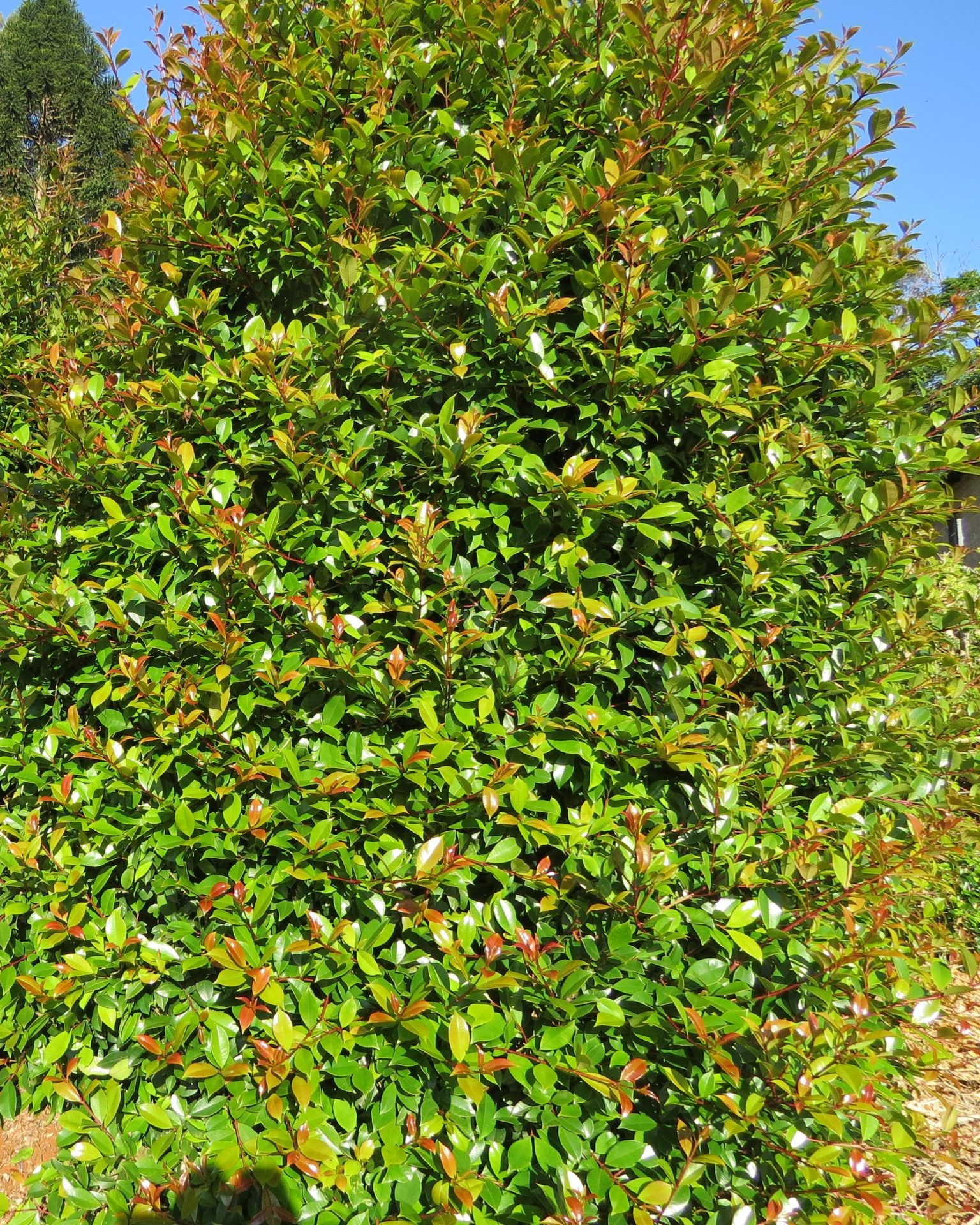 Syzygium australe Elite shrub