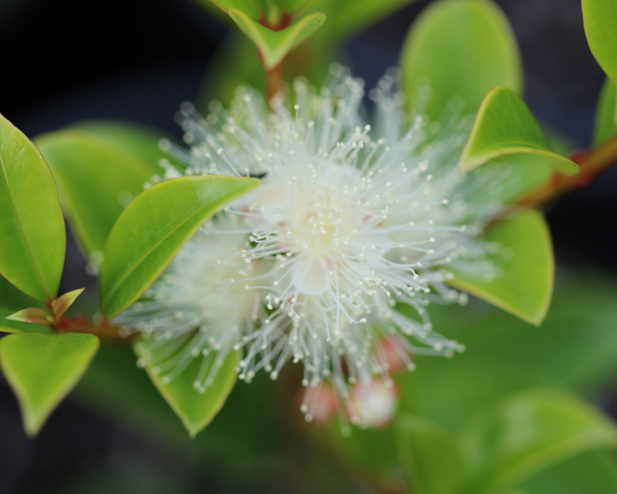 Syzygium australe Elite flower up close