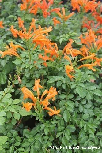 Tecomaria capensis - Apricot