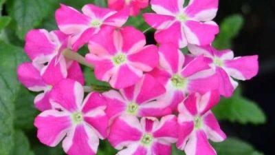 Verbena Pink Star