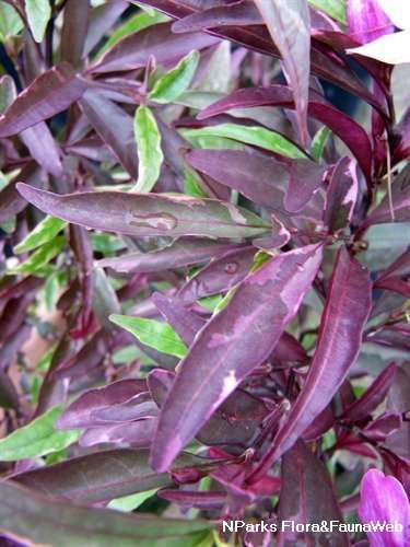 Barleria obtusa Purple gem