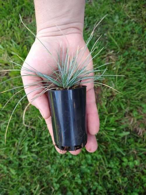 festuca glauca tubestock