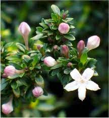 Kyoto Serissa flower cloeup