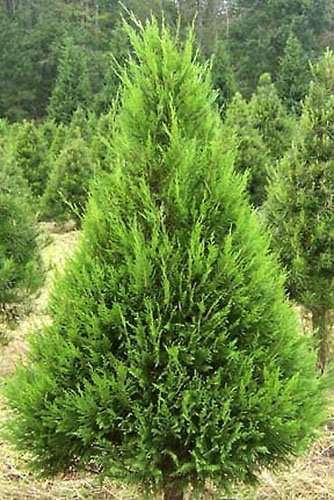 Cupressocyparis leylandii Leightons green