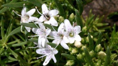 Myoporum parvifolium White