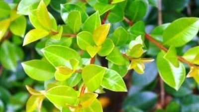 syzygium australe elite