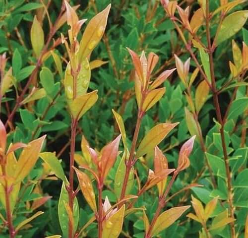 lilly pilly hedge plants closeup