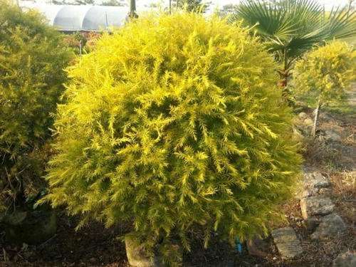 Melaleuca Golden Gem
