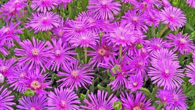 Pigface Purple Mesembryanthemum