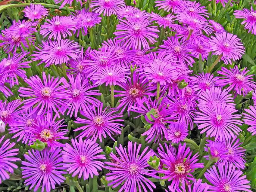 Pigface Purple Mesembryanthemum