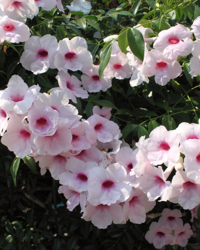 Pandorea jasminoides flowers closeup
