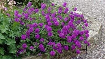 beats purple verbena, cake pops purple verbena, clump verbena verbena canadensis, creeping vervain homestead purple, dark purple verbena, deep purple verbena, endurascape dark purple verbena, endurascape purple verbena, firehouse purple fizz verbena, firehouse purple verbena, glandularia canadensis homestead purple, glandularia homestead purple, homestead purple, homestead purple creeping verbena, homestead purple trailing verbena, homestead purple verbena perennial, homestead purple verbena plant, homestead verbena, homestead verbena for sale, homestead verbena perennial, lanai deep purple verbena, lanai twister purple verbena, lanai upright twister purple verbena, light purple verbena, obsession twister purple verbena, patagonia verbena purple, perennial purple verbena, purple creeping verbena, purple false vervain, purple fizz verbena, purple flower verbena, purple leaved verbena, purple lollipop verbena, purple magic verbena, purple moss verbena, purple perennial verbena, purple prairie verbena, purple spreader garden verbena, purple trailing verbena, purple verbena flower, purple verbena ground cover, purple verbena homestead, purple verbena plant, purpletop verbena, rose verbena homestead purple, santos verbena, santos verbena rigida, superbena violet ice, superbena violet ice verbena, tall purple flowers verbena, tall purple verbena, tapien blue violet verbena, twister purple verbena, verbena beats purple, verbena bicolor purple, verbena cadet purple, verbena cadet upright purple, verbena cake pops purple, verbena can homestead purple, verbena canadensis, verbena canadensis homestead, verbena canadensis homestead purple, verbena deep purple, verbena drums purple red, verbena empress purple, verbena enchantment purple, verbena endurascape dark purple, verbena firehouse purple, verbena firehouse purple fizz, verbena flower purple, verbena homestead purple, verbena homestead purple invasive, verbena hybrida homestead purple, verbena imagination purple, verbena lanai cyclops purple, verbena lanai deep purple, verbena lanai purple, verbena lanai twister purple, verbena lascar purple, verbena midnight purple, verbena obsession twister purple, verbena peruviana enchantment purple, verbena peruviana purple, verbena plant purple, verbena purple elegance, verbena purple fizz, verbena purpletop vervain, verbena rigida santos, verbena rigida santos purple, verbena santos purple, verbena superbena purple, verbena tall purple flower, verbena tapien purple, verbena twister purple, verbena vanessa bicolor purple, verbena vanessa purple, verbena vectura purple, verbena violet ice, verbena wicked cool purple, verbena wicked purple, verbena with purple flowers, violet verbena plant, wicked purple verbena, wild purple verbena, wink violet verbena,
