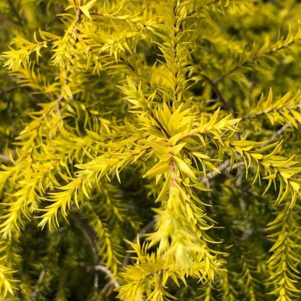Melaleuca Golden Gem