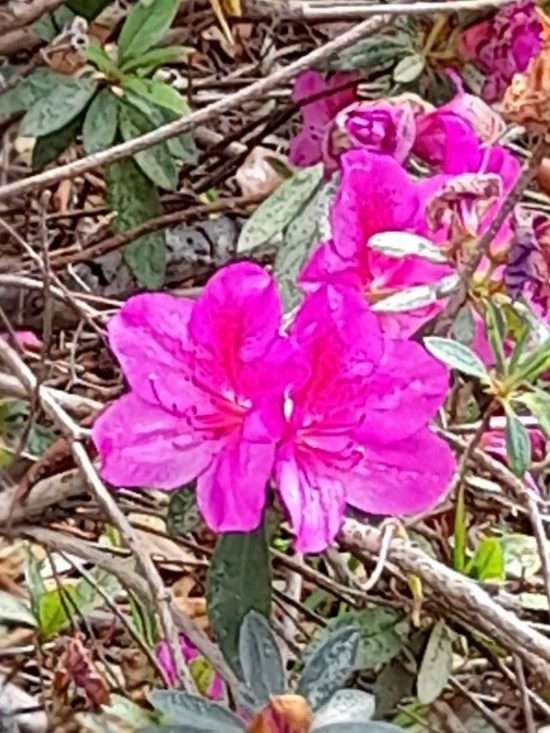 Azalia purple single