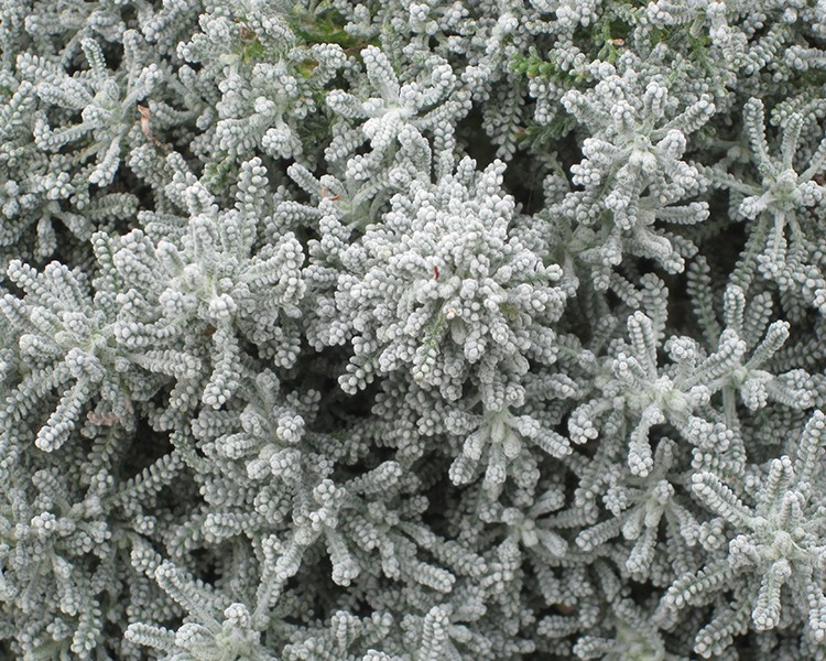 Cotton Lavender Santolina chamaecyparissus grey bush