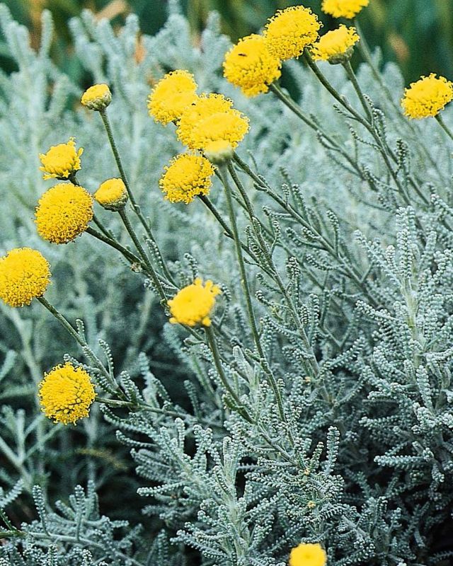 Cotton Lavender Santolina chamaecyparissus