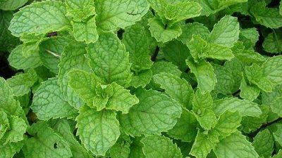 Common Mint Plant