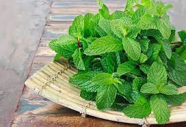 common mint plant