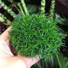 Irish moss Sagina subulata