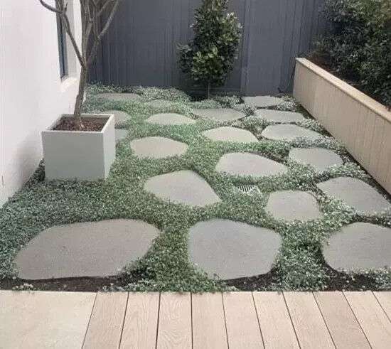 Dichondra Silver Falls