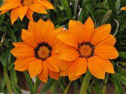 Gazania Orange