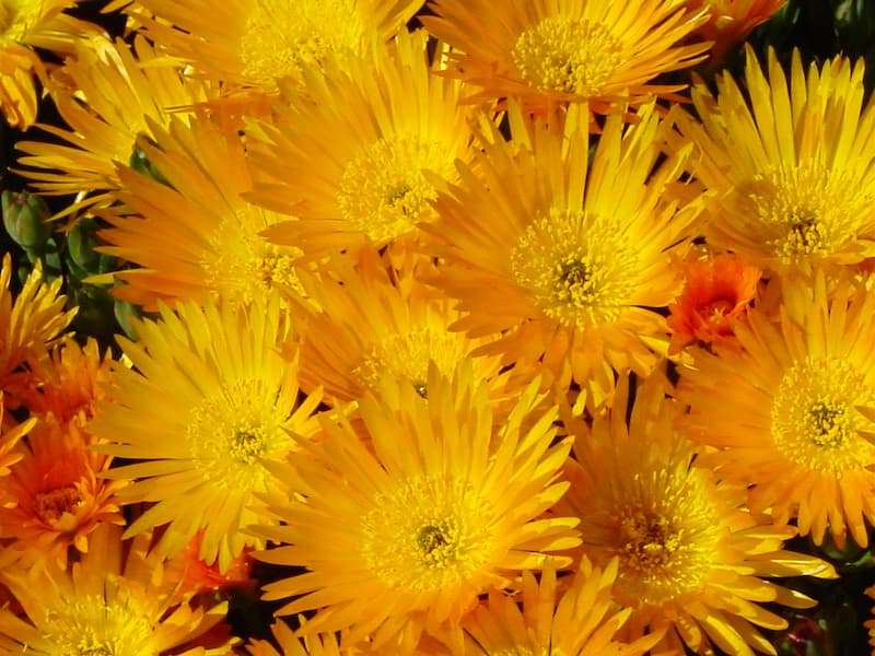 Pigface Gold Mesembryanthemum
