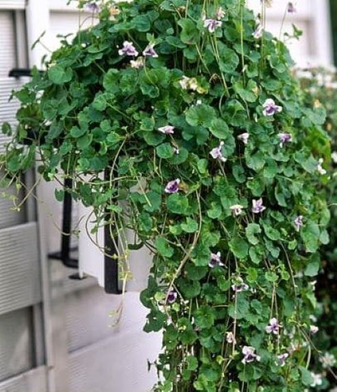 Viola-hederaces-hanging-basket