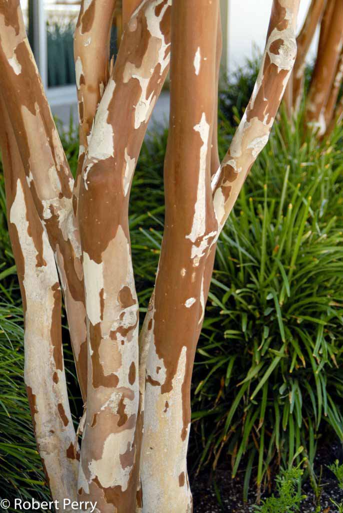 Crepe Myrtle White bark and trunk