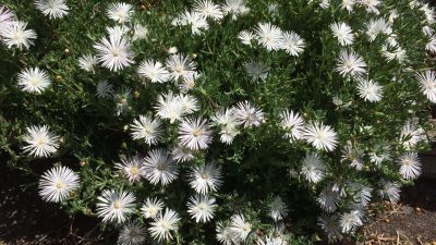 Pigface White plant Mesembryanthemum