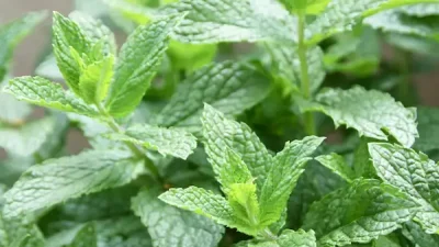 Spearmint
