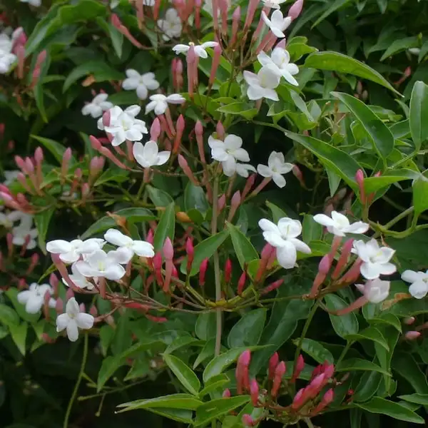 Jasminum officinale common jasmine