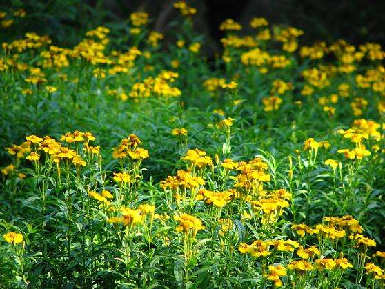 Tagetes lucida Mexican Tarragon - Image 4