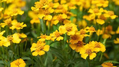 Mexican Tarragon
