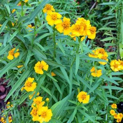 Mexican Tarragon
