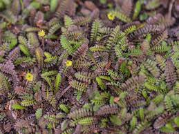 Cotula coronopifolia