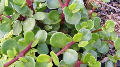 Portulacaria afra