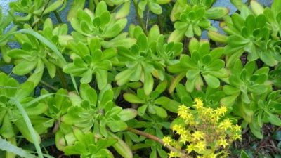 Sedum praealtum