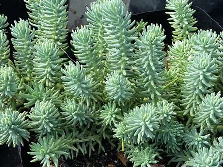 Sedum reflexum
