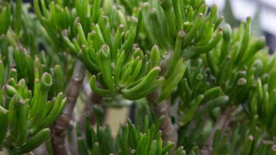 Crassula ovata 'Gollum