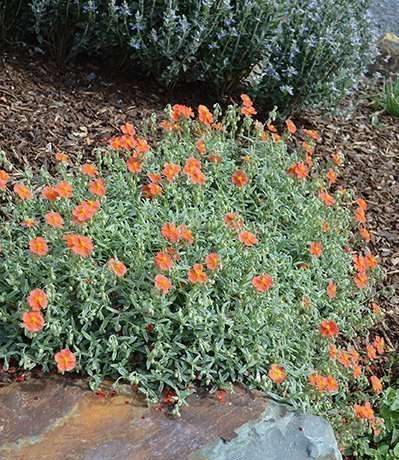 Helianthemum Fire Dragon Sunrose