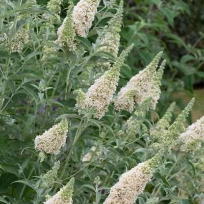 Buddleja davidii Ivory in full flower