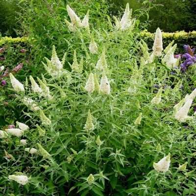 butterfly bush ivory showing its compact growth