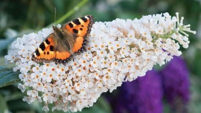 Buddleja davidii Ivory