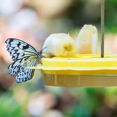 butterfly feeder hanging in a tree