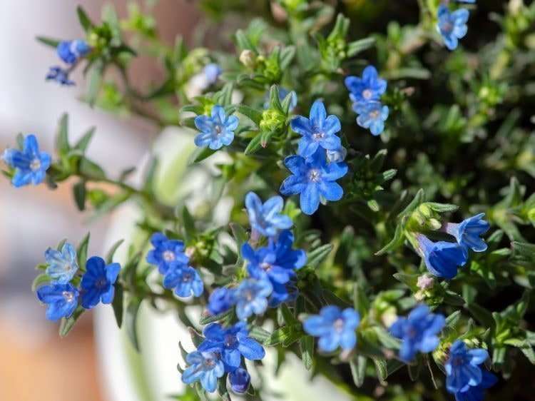 Grace Ward Lithodora